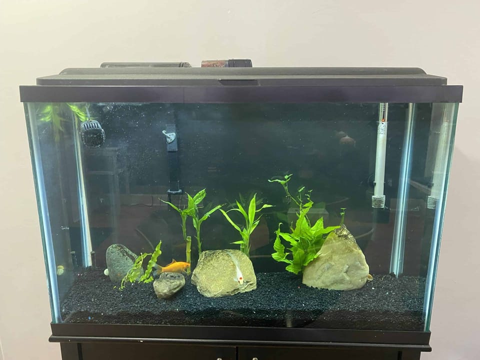 Fish Aquarium